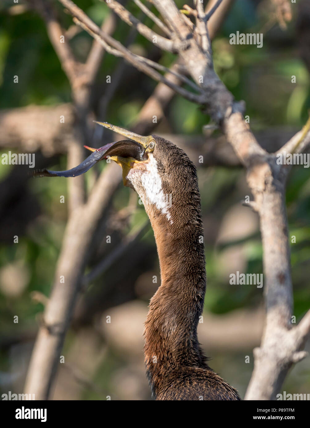 Australasian darter Schlucken ihren Fang eines kleinen Wels, Corroboree Billabong, Mary River Wetlands, Northern Territory Stockfoto