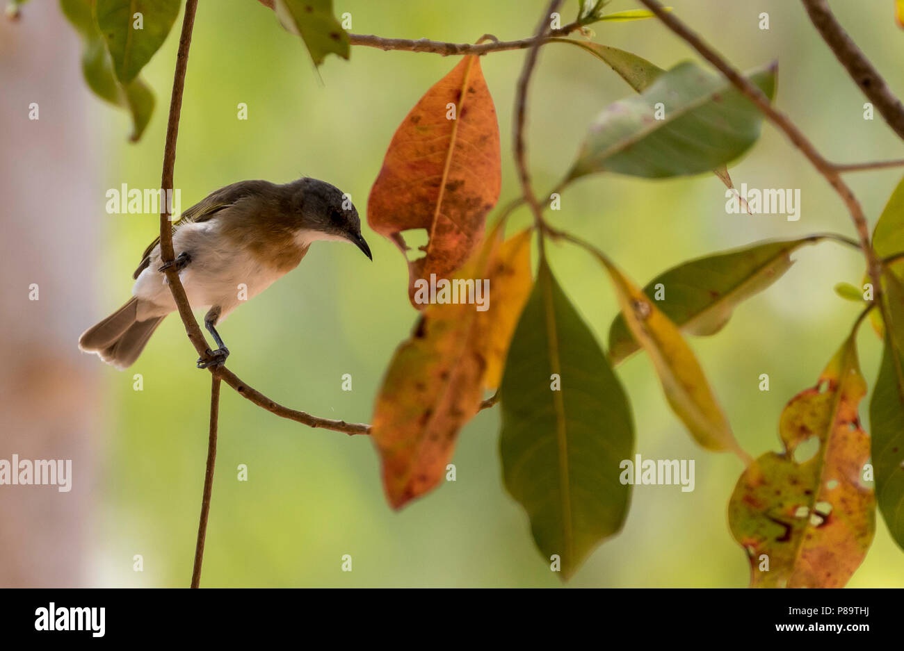 Rufous-Gebändert honeyeater, East Point finden, Darwin, Northern Territory Stockfoto