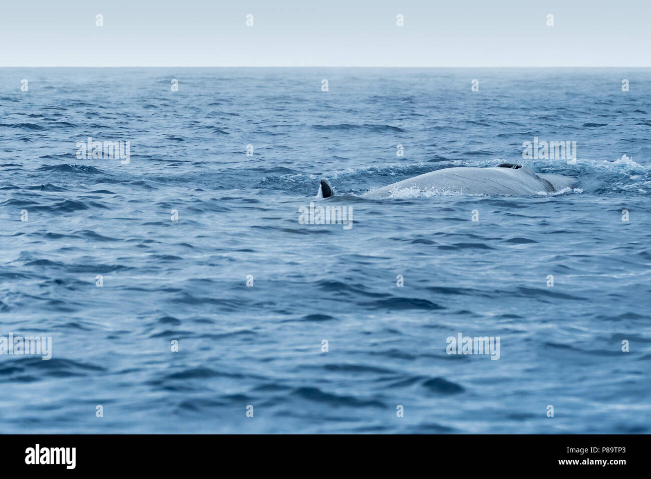 Ein sei Wal auftauchen in der Nähe der Insel Pico Stockfoto