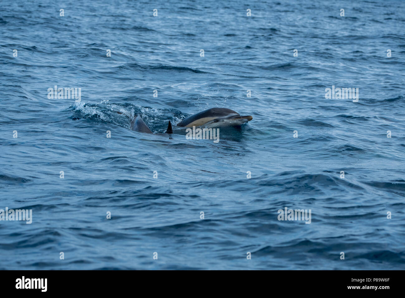 Gemeine Delfine auf der Insel Pico Stockfoto