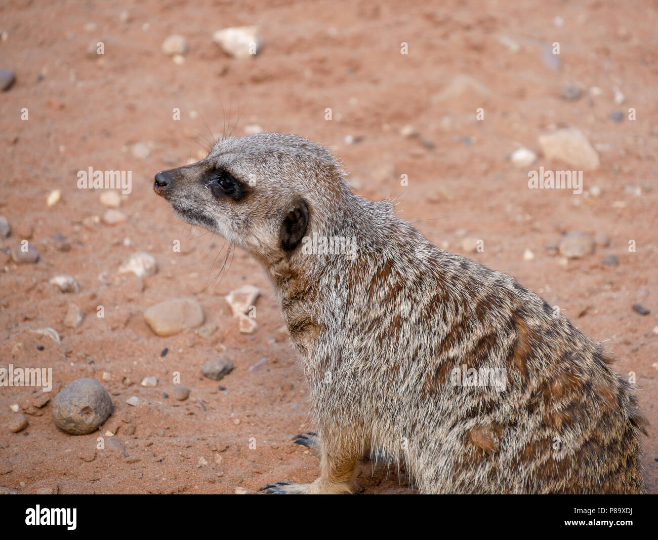 Yorkshire Wildlife Park in Großbritannien an einem Sommertag. Familie Anziehung, Zoo und Wildpark. Mit Tieren, die in Gefangenschaft sind, aber gepflegt. Stockfoto