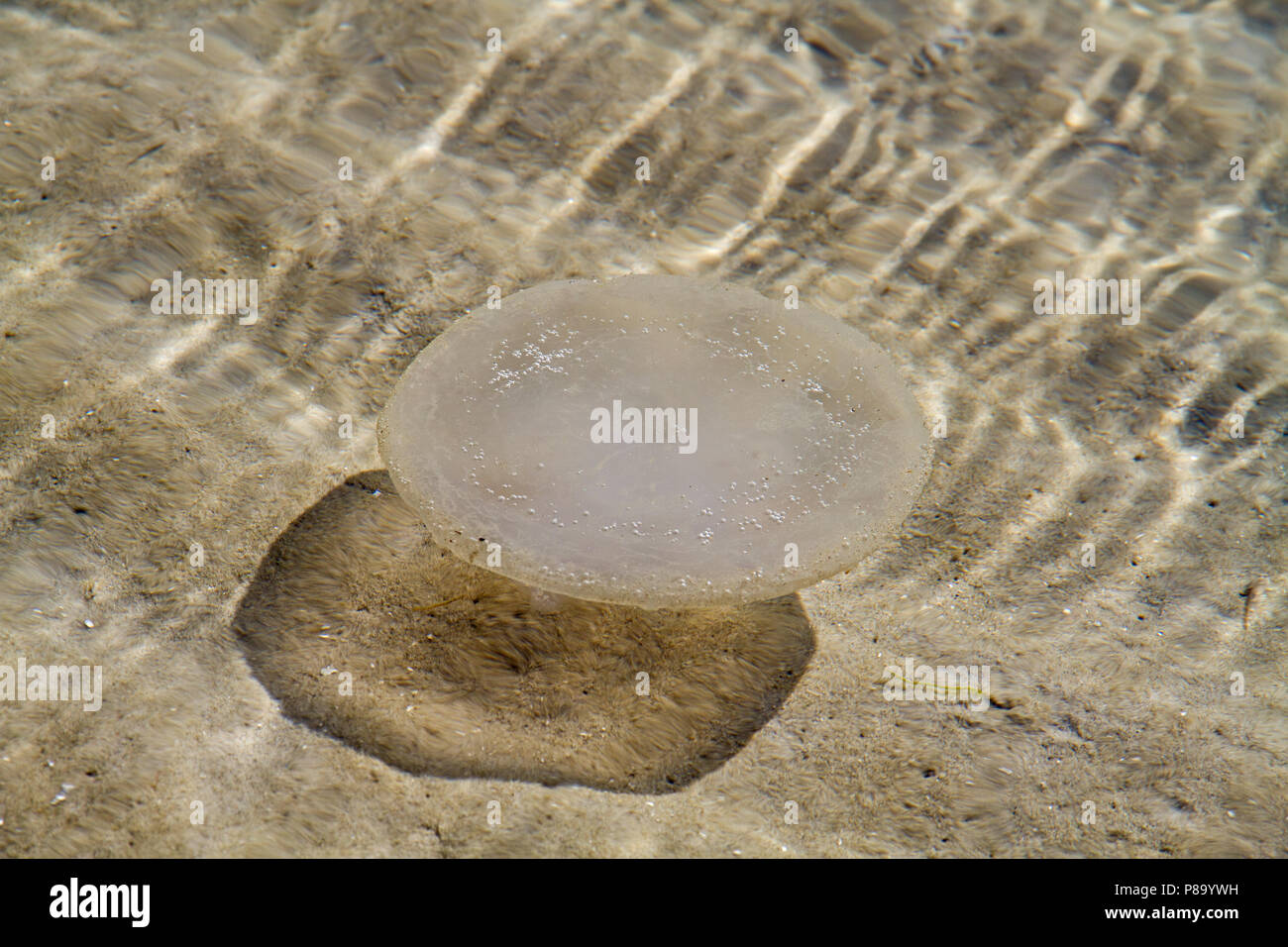 Eine weiße Quallen schwimmen im seichten Wasser in der Nähe des Strand und wirft einen Schatten auf dem Sand unten Stockfoto