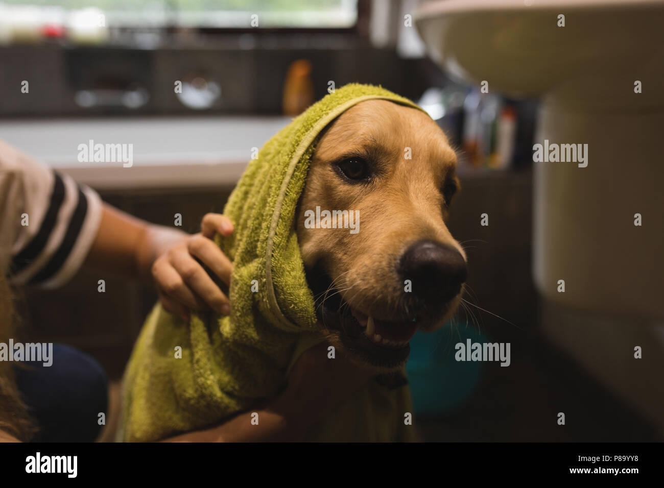 Mädchen Reinigung ein Hund im Badezimmer Stockfoto