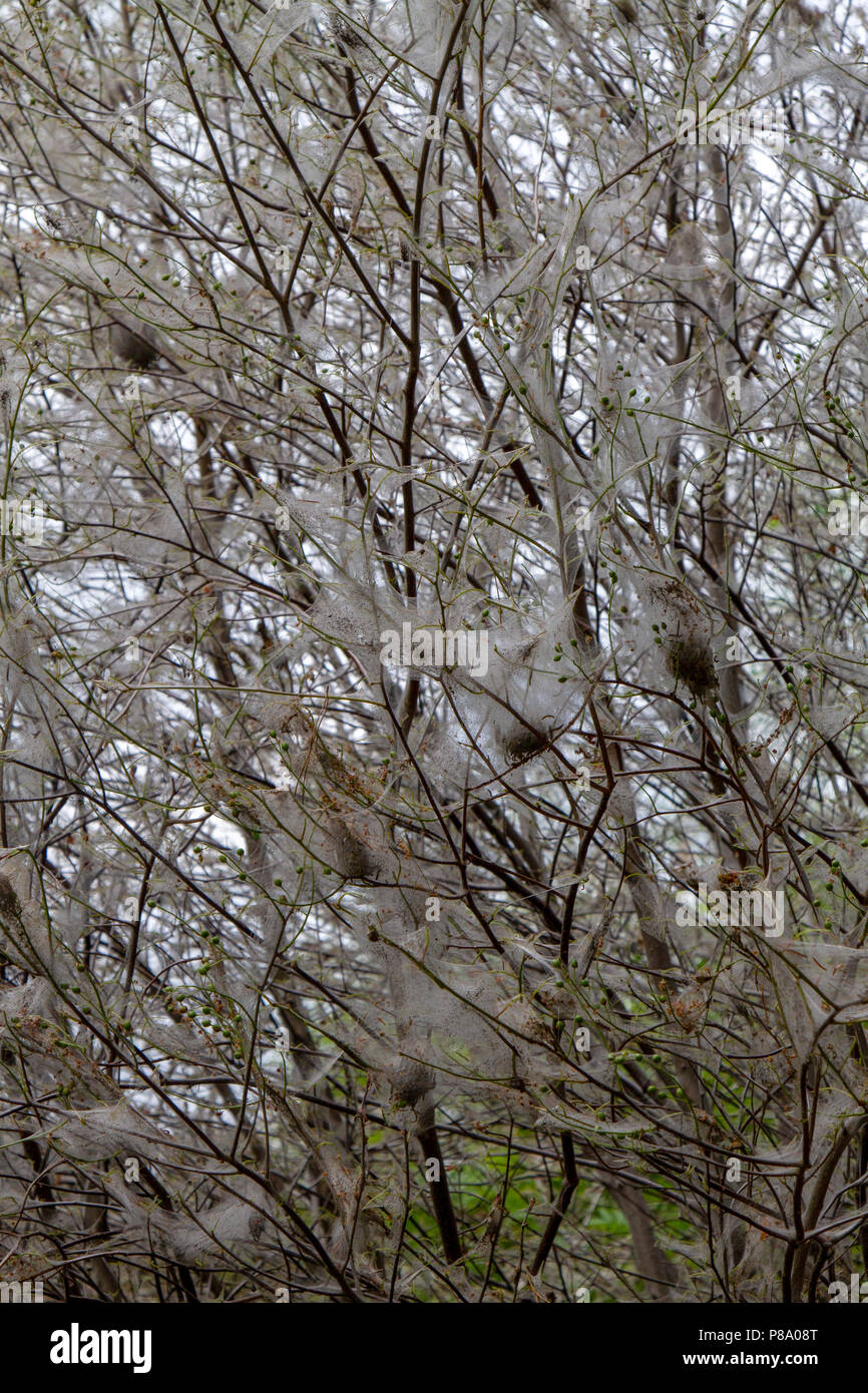 Vogelkirsche Hermelin Nachtfalter Raupen im Web auf Baum Stockfoto