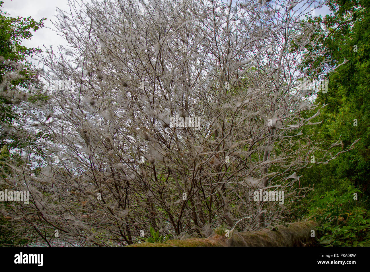 Vogelkirsche Hermelin Nachtfalter Raupen im Web auf Baum Stockfoto