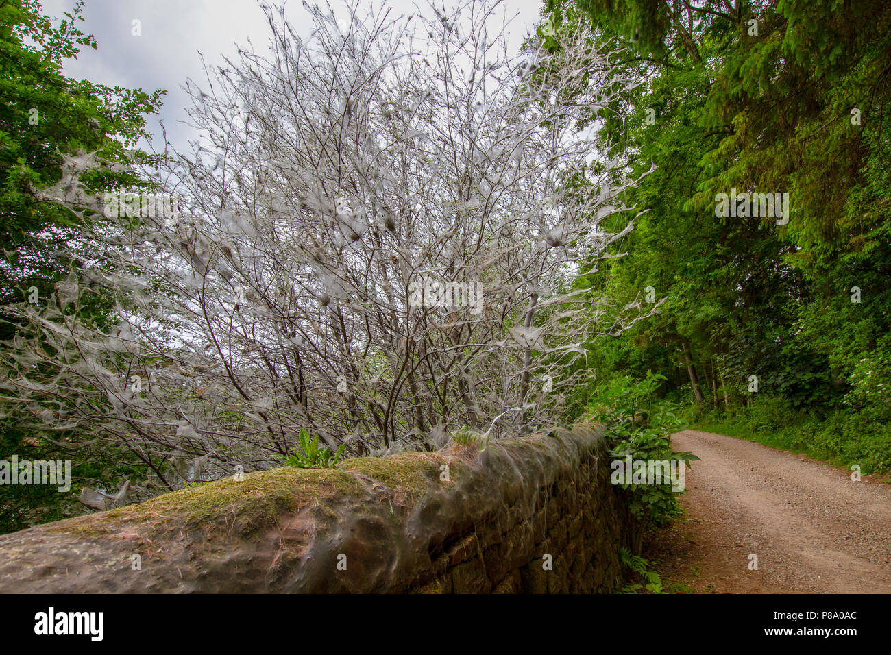 Vogelkirsche Hermelin motte Caterpillar web auf Baum Stockfoto