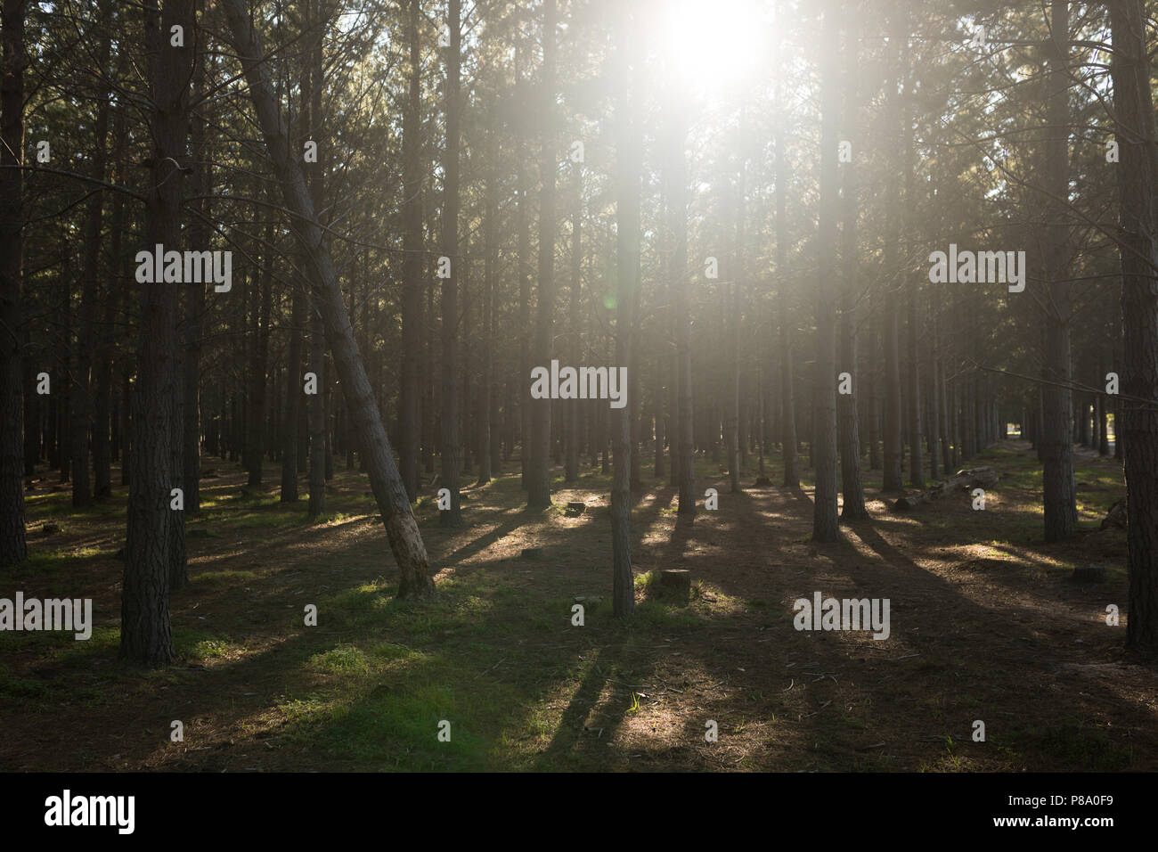 Sonnenlicht Ausbreitung im Wald Stockfoto