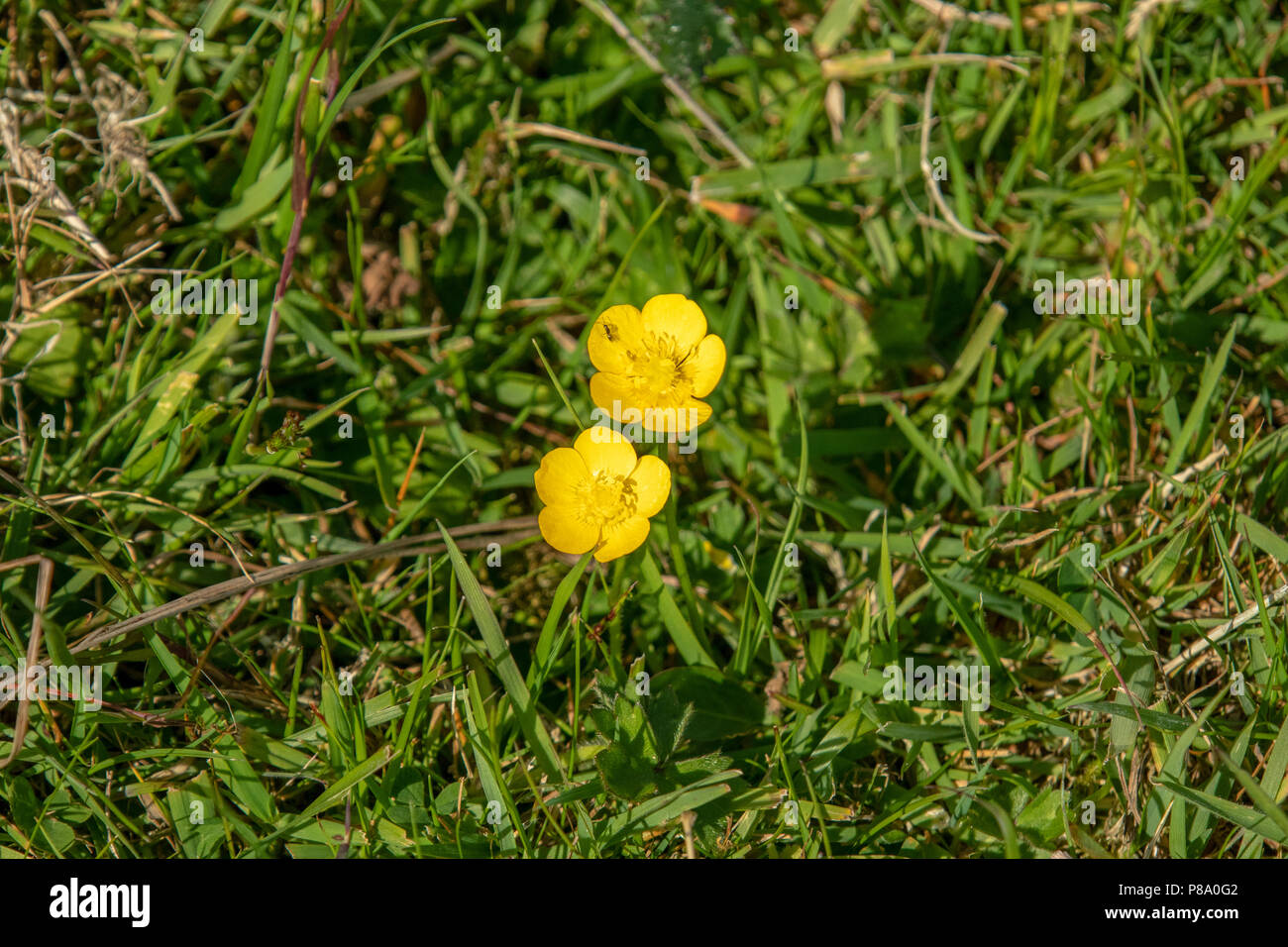 Wiese buttercup in Blüte mit Ant Stockfoto