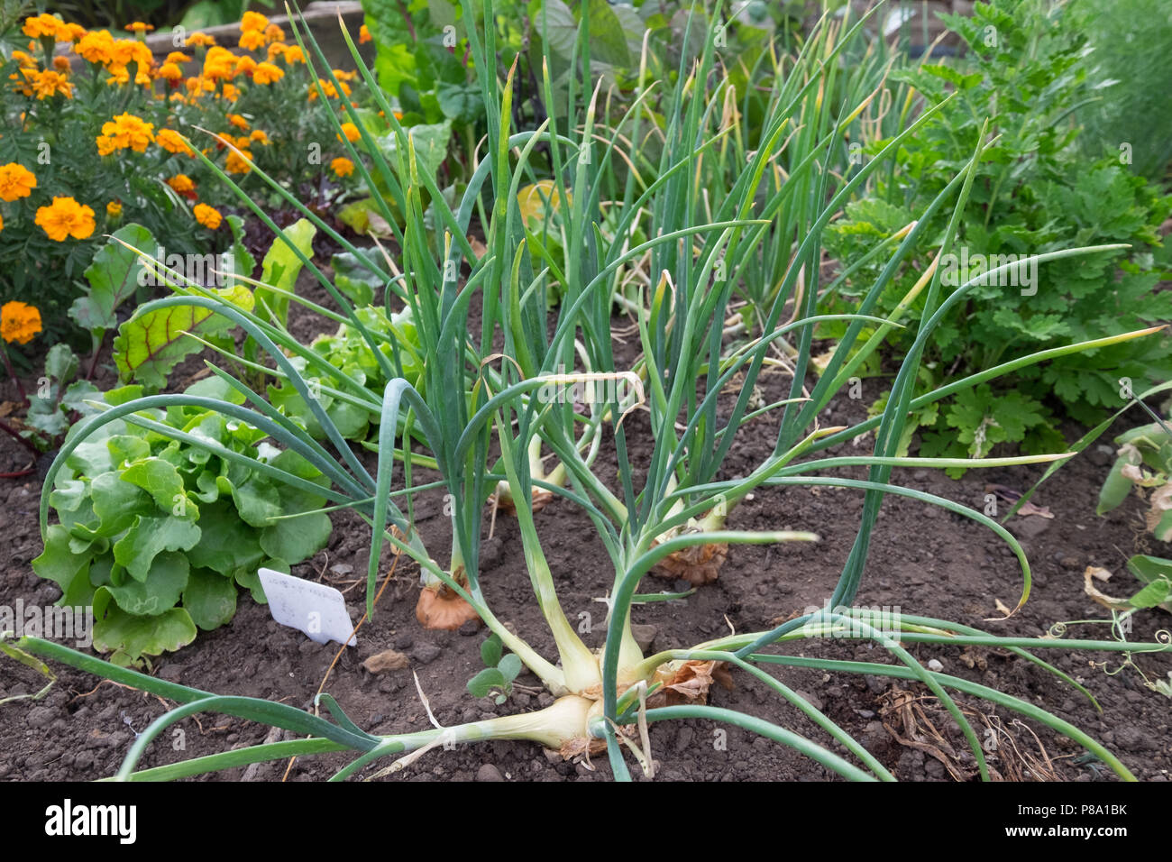 Schalotten in einen Gemüsegarten mit Tagetes Stockfoto