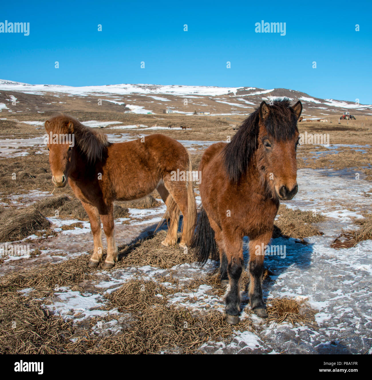 Isländische Pferde (Equus przewalskii f. caballus), Halbinsel Vatnsnes, Norðurland djupivogur, Northern Island, Island Stockfoto
