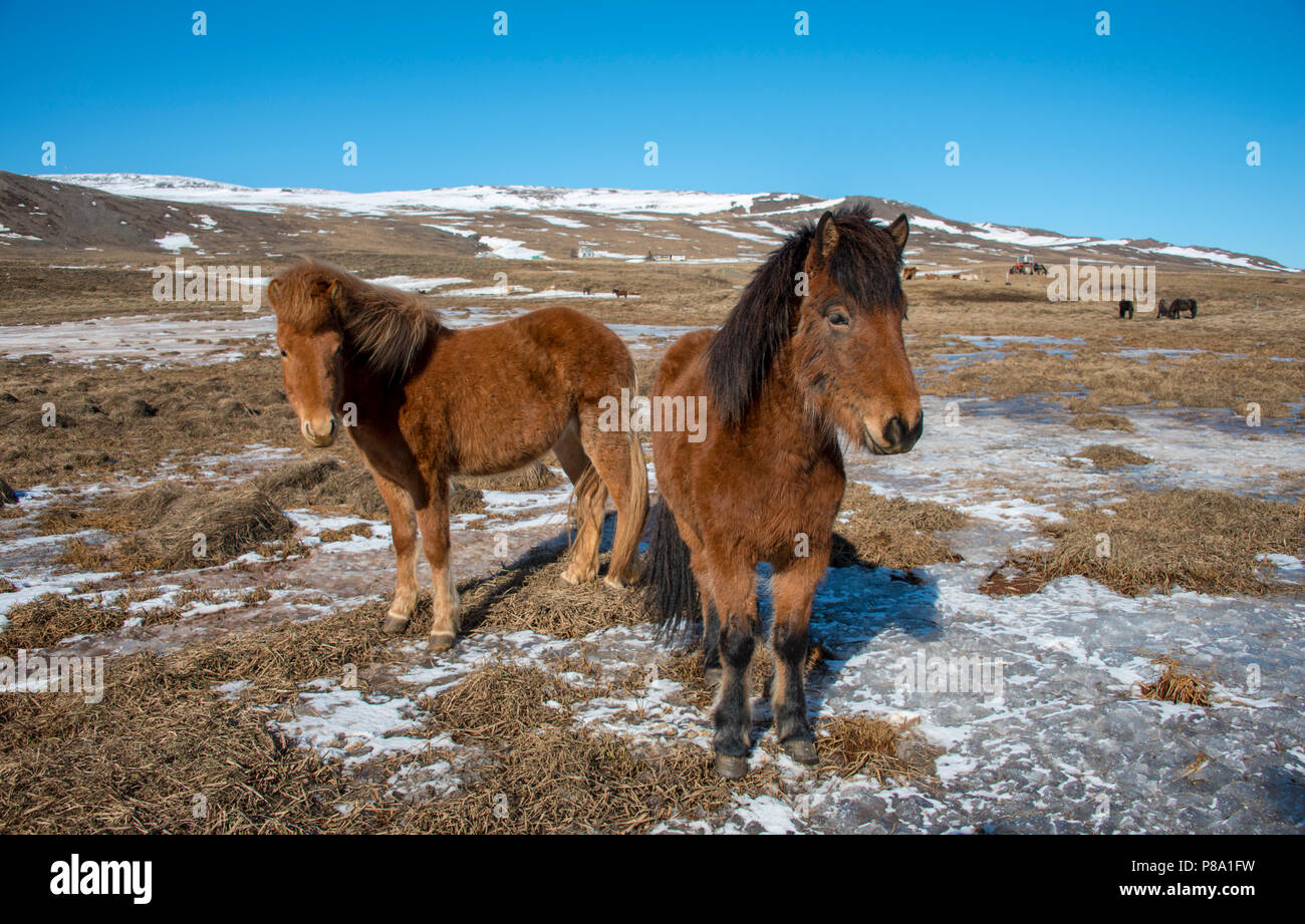 Isländische Pferde (Equus przewalskii f. caballus), Halbinsel Vatnsnes, Norðurland djupivogur, Northern Island, Island Stockfoto