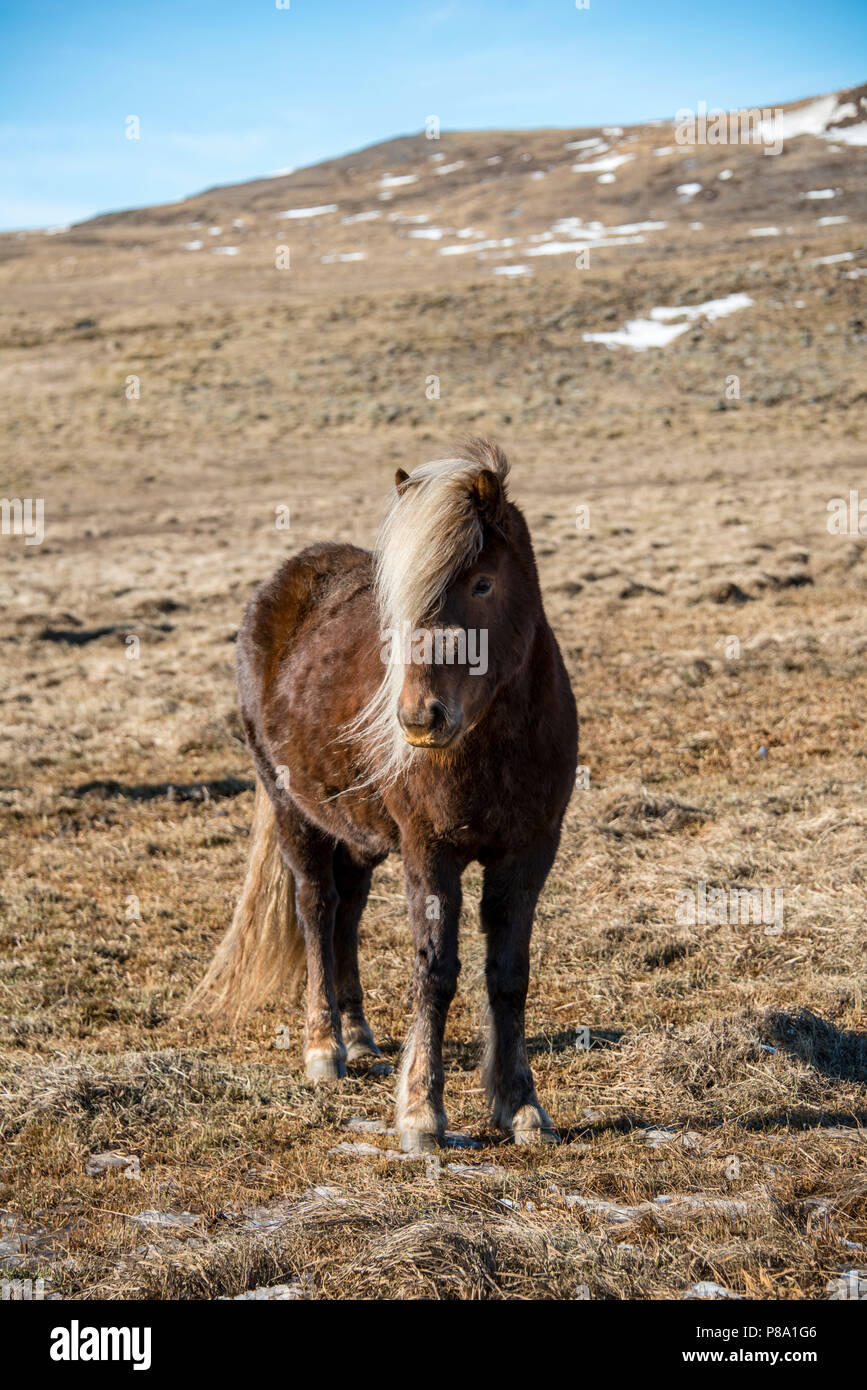 Isländische Pferd (Equus przewalskii f. caballus), Halbinsel Vatnsnes, Norðurland djupivogur, Northern Island, Island Stockfoto