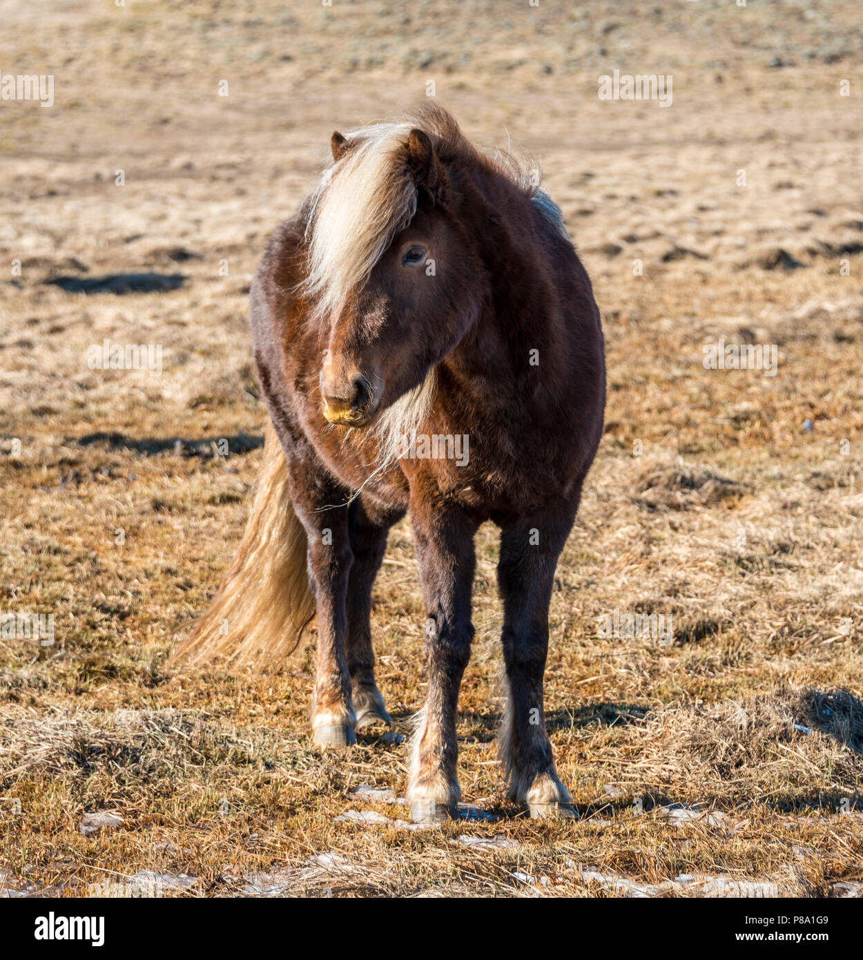 Isländische Pferd (Equus przewalskii f. caballus), Halbinsel Vatnsnes, Norðurland djupivogur, Northern Island, Island Stockfoto