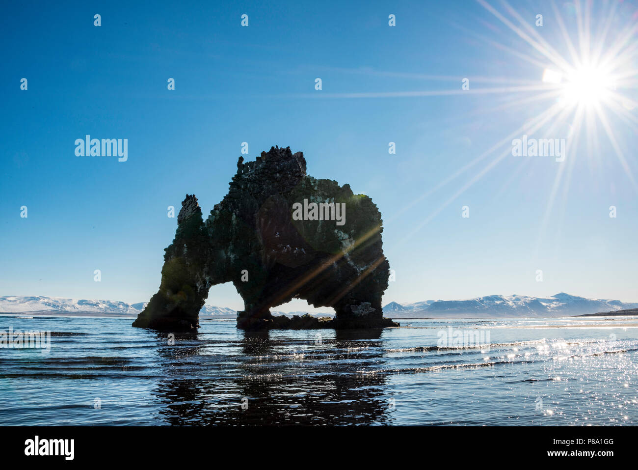 Hvítserkur, Elephant Rock am Lavastrand, Basalt Rock in Form eines Elefanten im Sonnenschein, Norðurland djupivogur Stockfoto