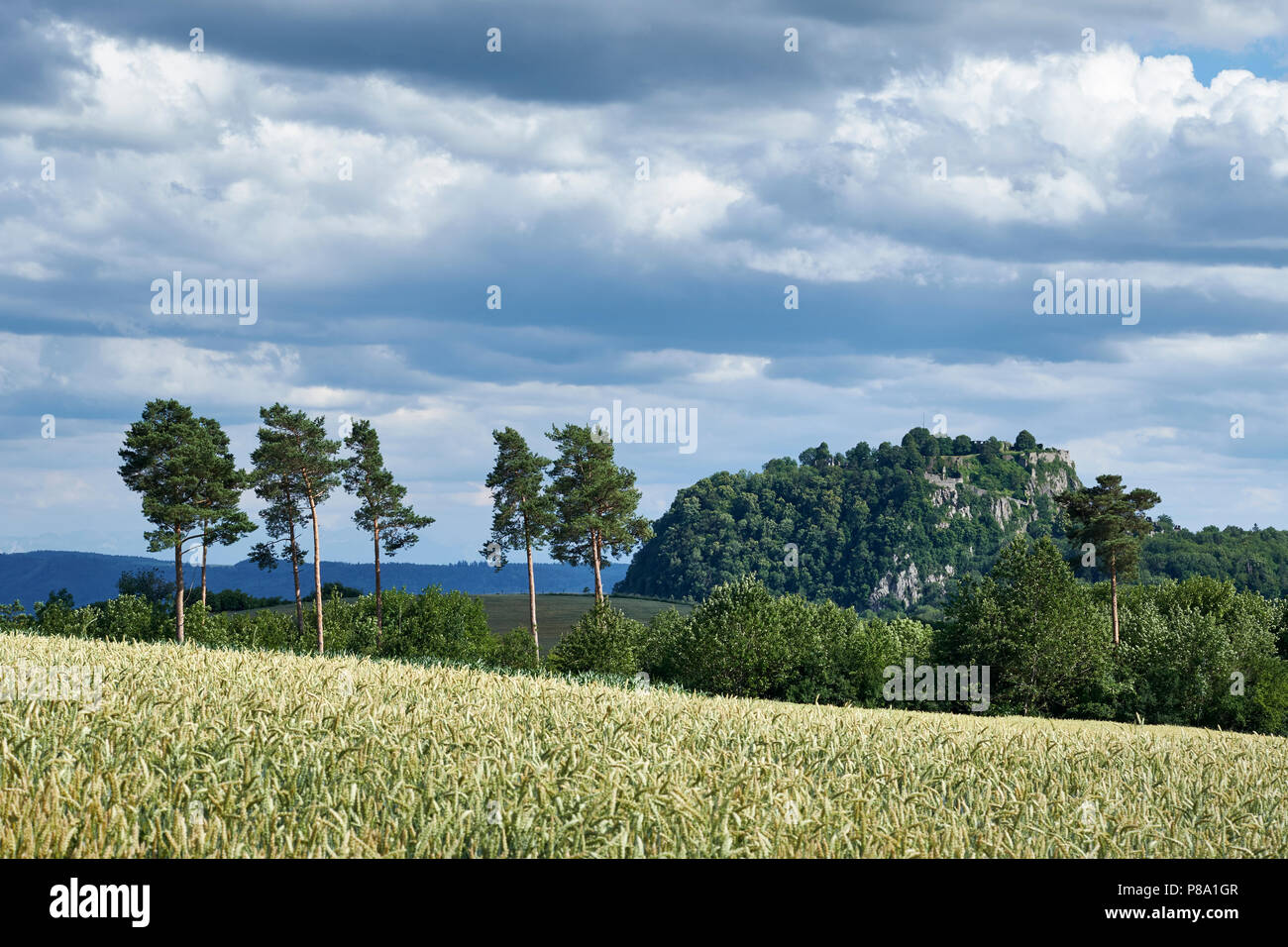 Blick über eine Wheatfled (Triticum), dahinter das Hegau Vulkan Hohentwiel, Landkreis Konstanz, Baden-Württemberg, Deutschland Stockfoto