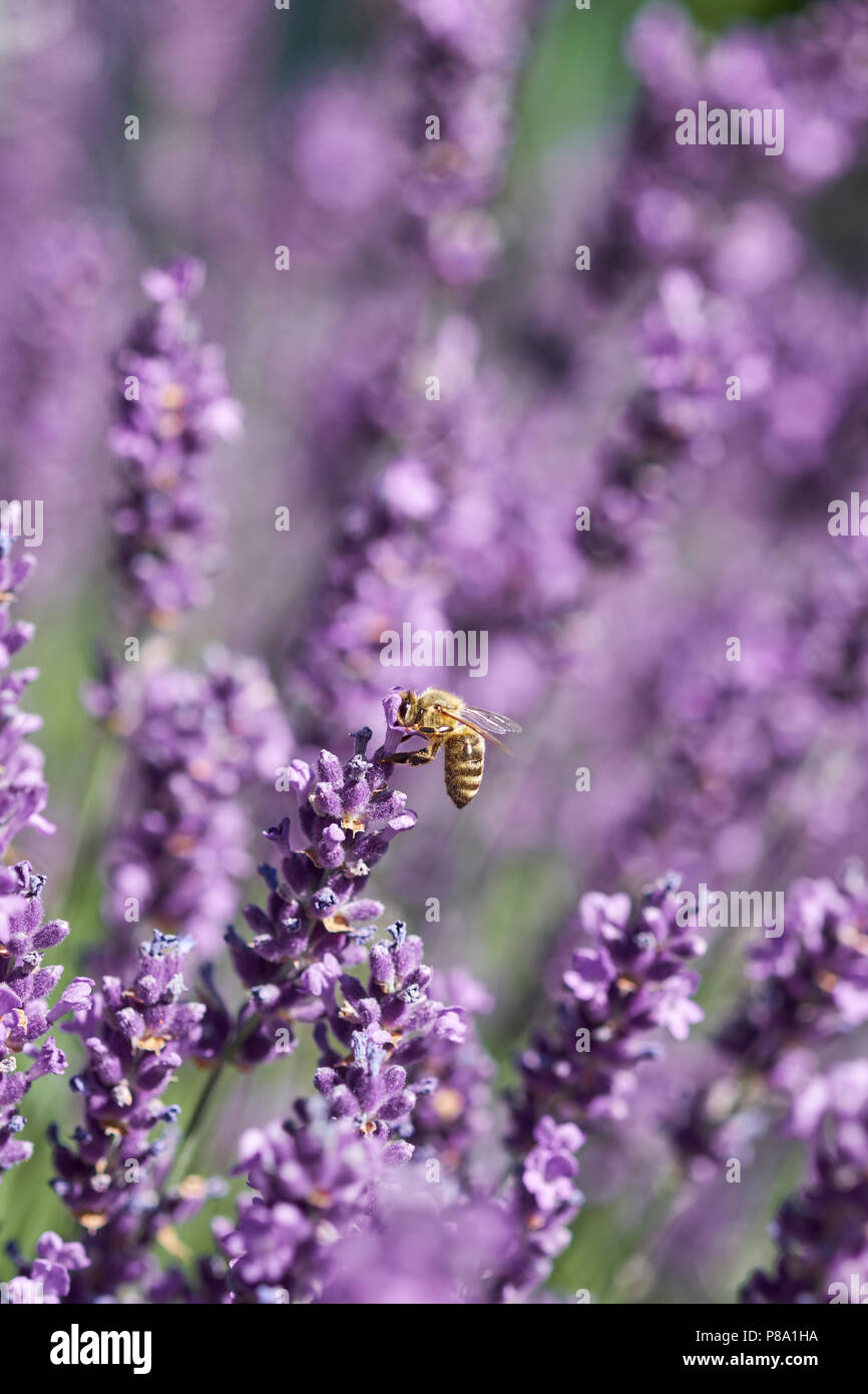 Honigbiene (Apis sp.) auf Lavendel (Lavandula) Blüte, Baden-Württemberg, Deutschland Stockfoto