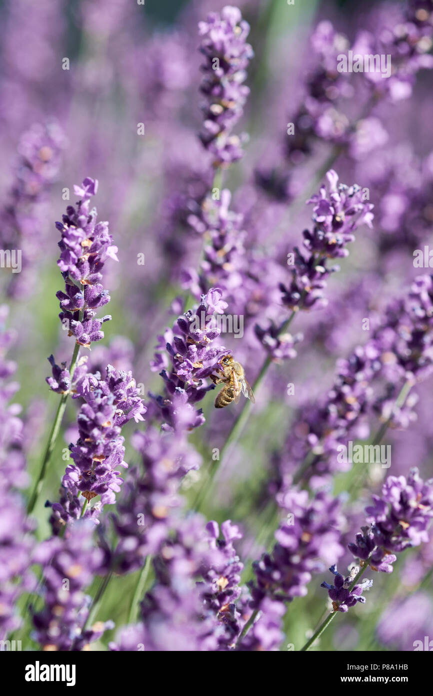 Honigbiene (Apis sp.) auf Lavendel (Lavandula) Blüte, Baden-Württemberg, Deutschland Stockfoto