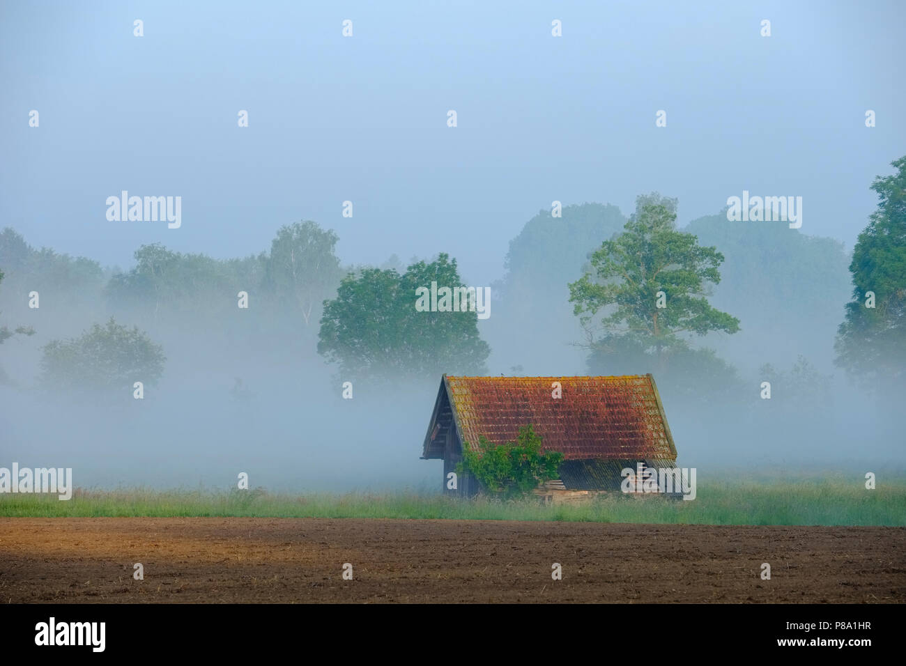 Scheune am Morgen Nebel, in der Nähe von Zaisertshofen, Unterallgäu, Augsburg natur park Park? Westliche Wälder, Schwaben, Bayern, Deutschland Stockfoto