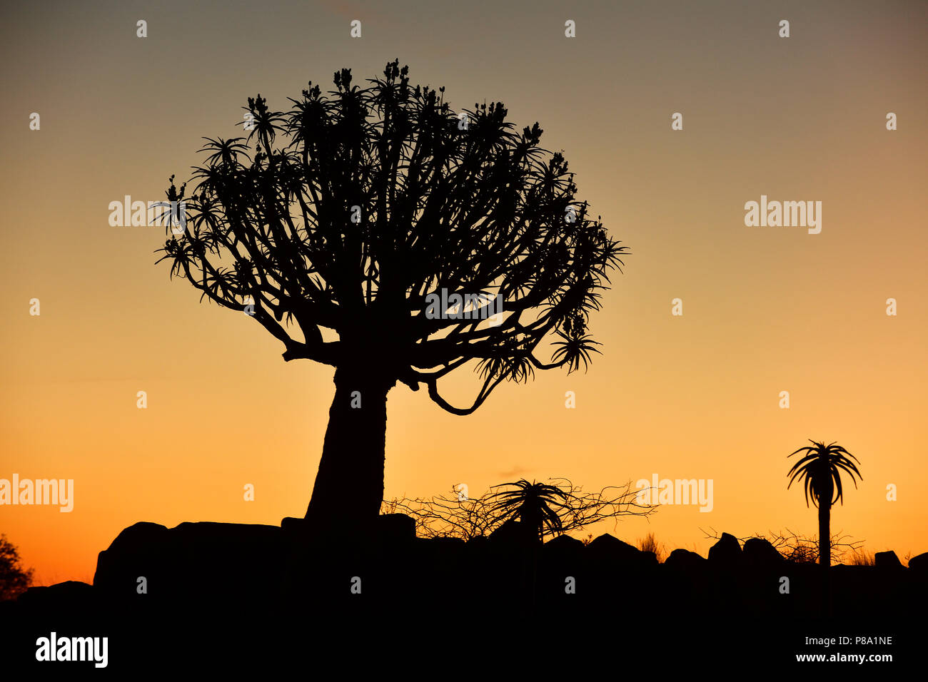 Der Köcherbaum (Aloe dichotoma), Wald, Silhouetten im Sonnenuntergang, Keetmanshoop, Namibia Stockfoto