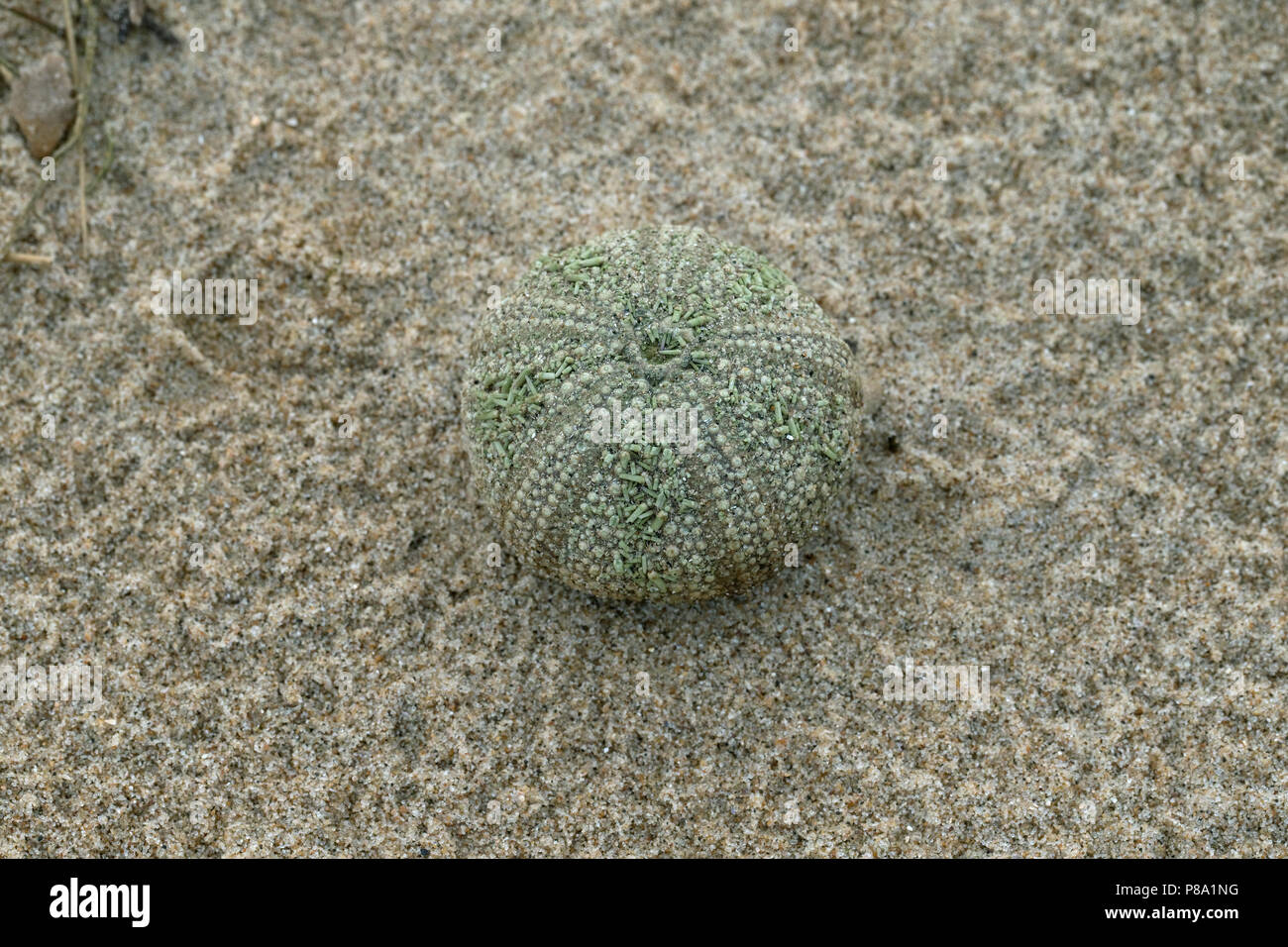 Tote Green sea urchin (Psammechinus miliaris) Stockfoto
