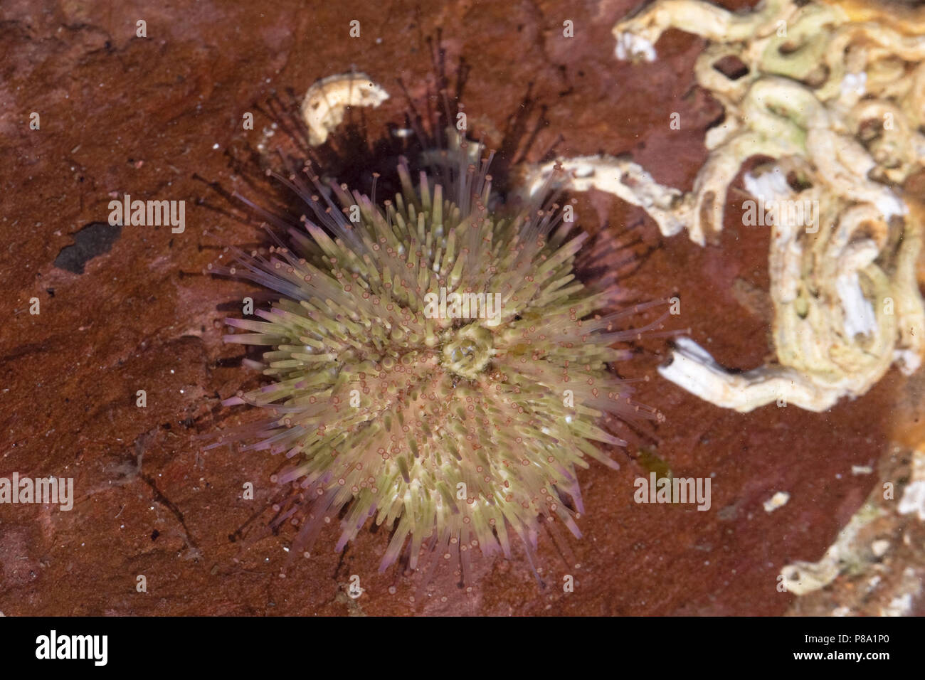 Green Sea Urchin (Psammechinus Miliaris) Stockfoto