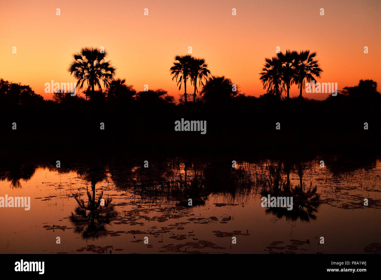 Roter Sonnenuntergang, Palmen im Wasser spiegelt, Okavango Delta, Botswana Stockfoto