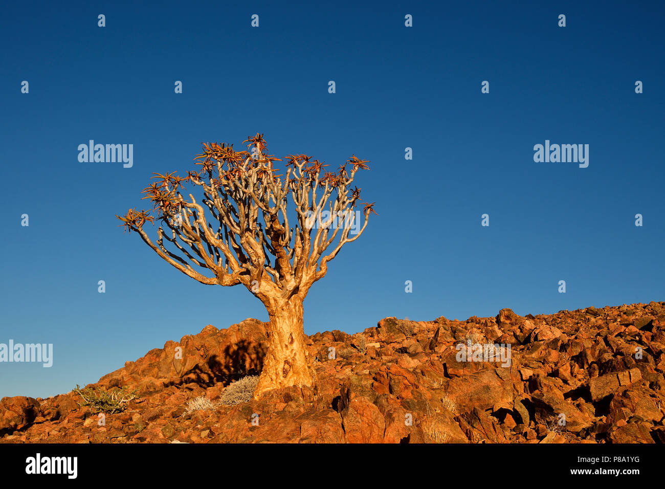 Der Köcherbaum (Aloe dichotoma) in der felsigen Landschaft, Tirasberge, Namibia Stockfoto