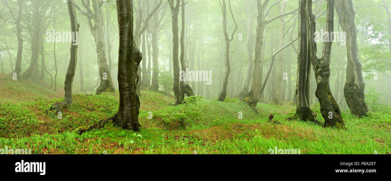 Geheimnisvolle Wald im Nebel, bizarr verformt Beeches, Erzgebirge, Tschechien Stockfoto