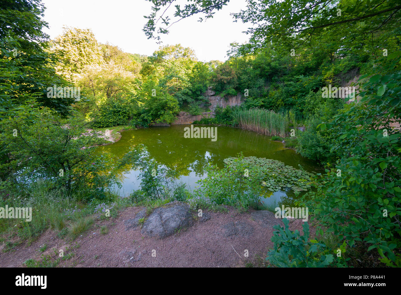 Ein kleiner Wald Teich mit grünen durch Bakterien und schmutzig, weil
