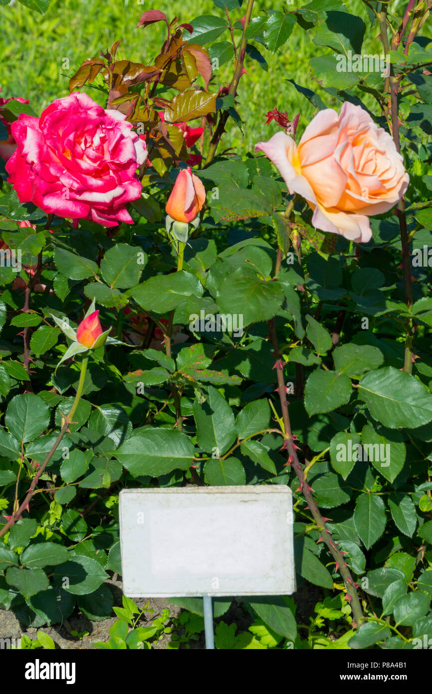 Rot und rosa blühende Rosen neben der noch nicht angehende junge Knospen und grünen Blättern. Für ihr Design Stockfoto
