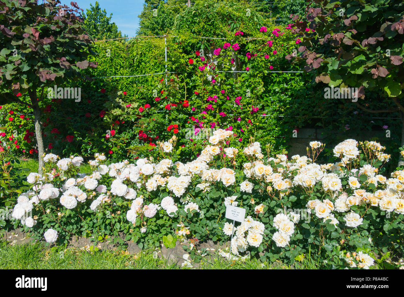 Viel rot, weiss, rosa Rosen im Rosengarten zwischen den grünen Bäumen. Für ihr Design Stockfoto