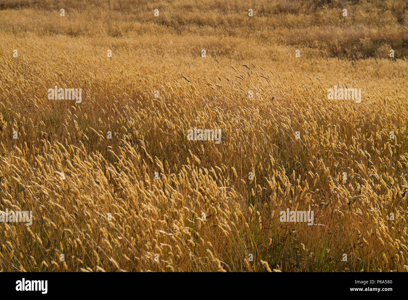 Welliges Gebiet der ariden, Braun und verblasste Gras, vor allem Süßen vernal Gras, auch als Büffel Gras bekannt Stockfoto