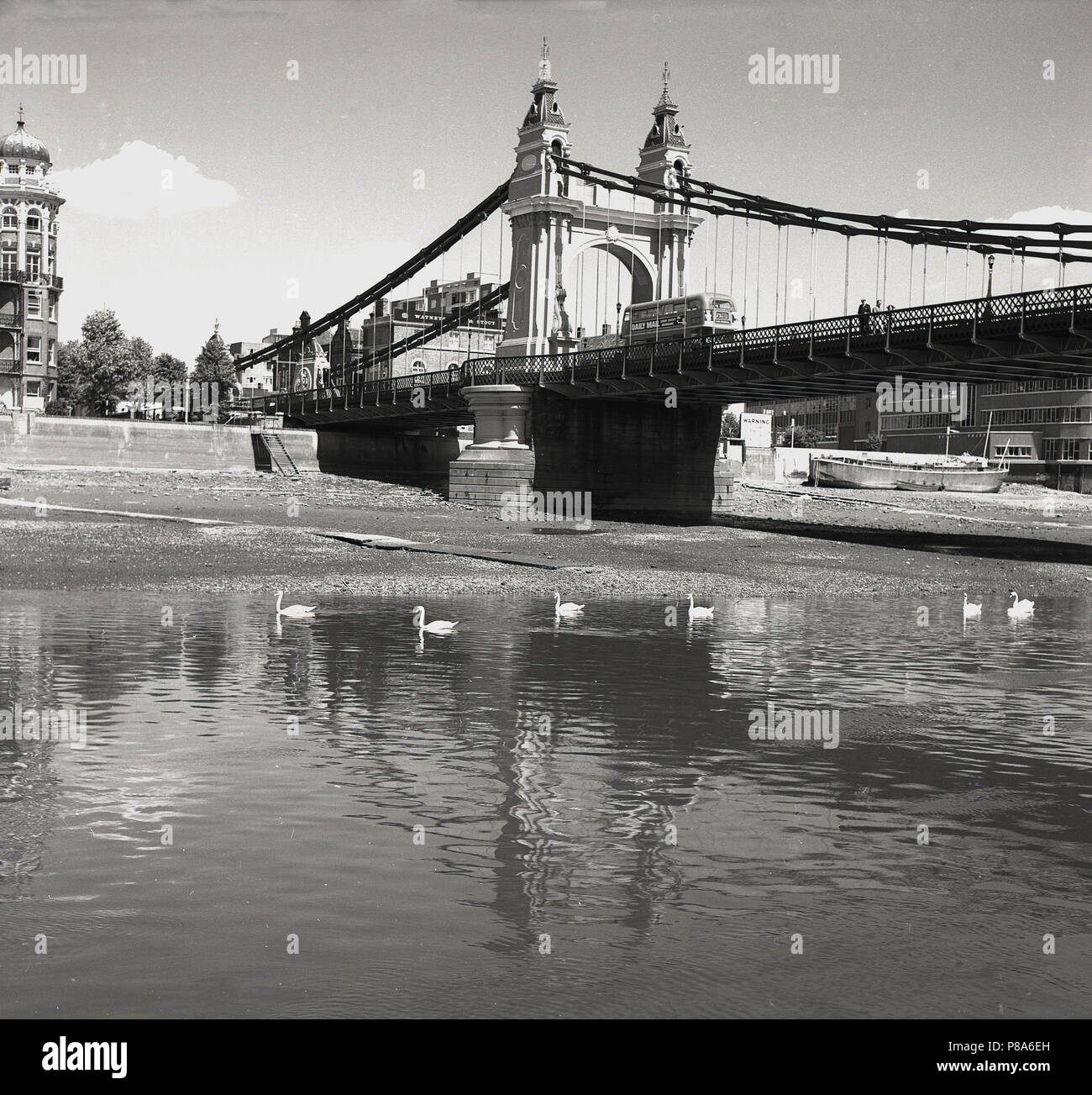 1950er Jahre, historisch, Hammersmith Bridge, Blick auf die Brücke am Hammersmith Flussufer. Die Brücke, die die Nordseite der Themse mit der Südseite verbindet, war die erste Hängebrücke über die Themse, als 1824 mit dem Bau begonnen wurde. Die hier absehene Brücke ist die zweite - Ersatz - eine, die 1887 gebaut wurde und auf den gleichen Pfeilern wie die erste beruht. Es wurde nie entworfen, um das Gewicht und das Volumen des Straßenverkehrs, die jetzt in diesem Teil des Inneren Londons existiert tragen. Stockfoto