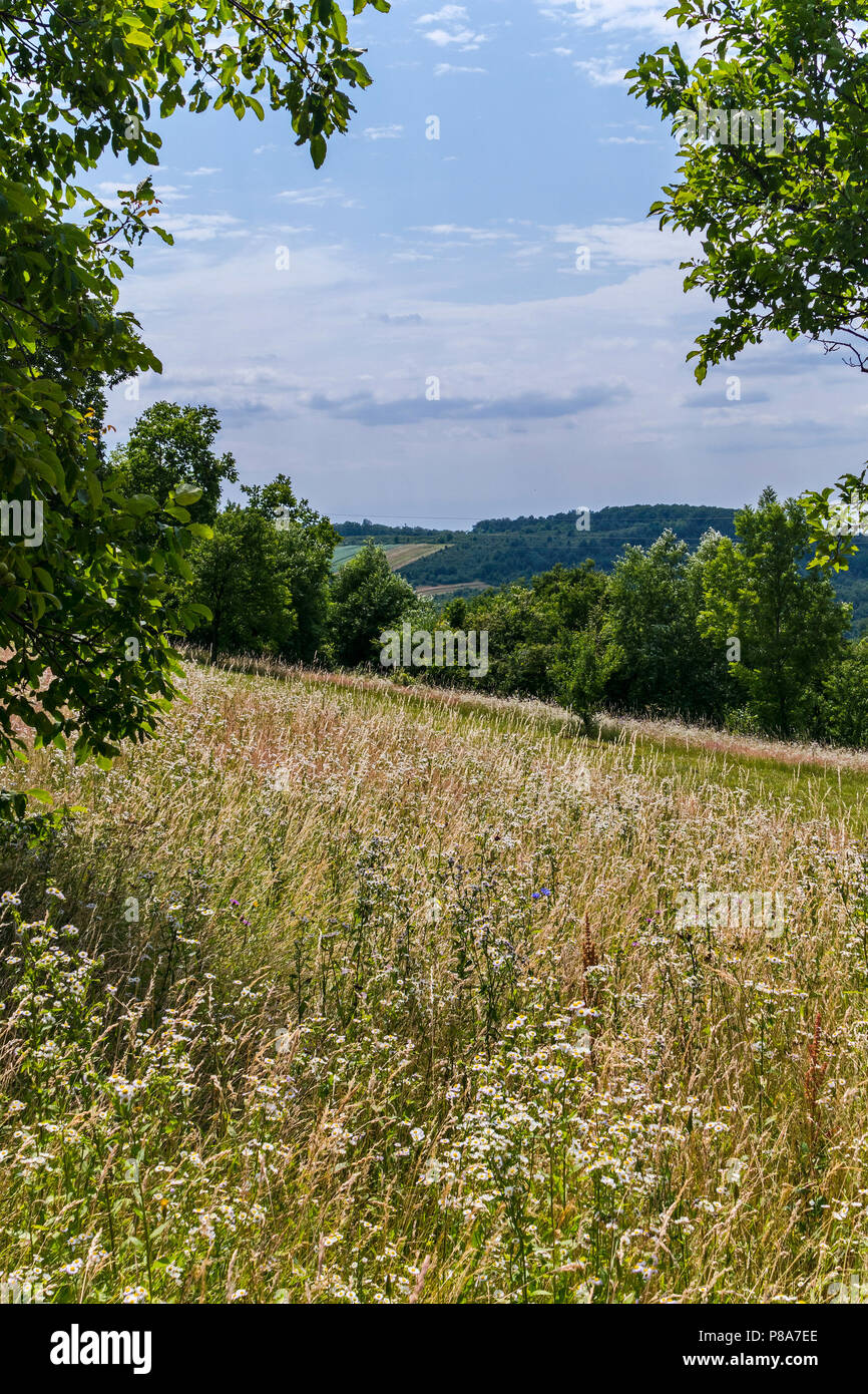 Das Feld ist dicht mit Schlamm - Betten unter Dickicht der Bäume auf einem Hügel errichtet. Für ihr Design Stockfoto