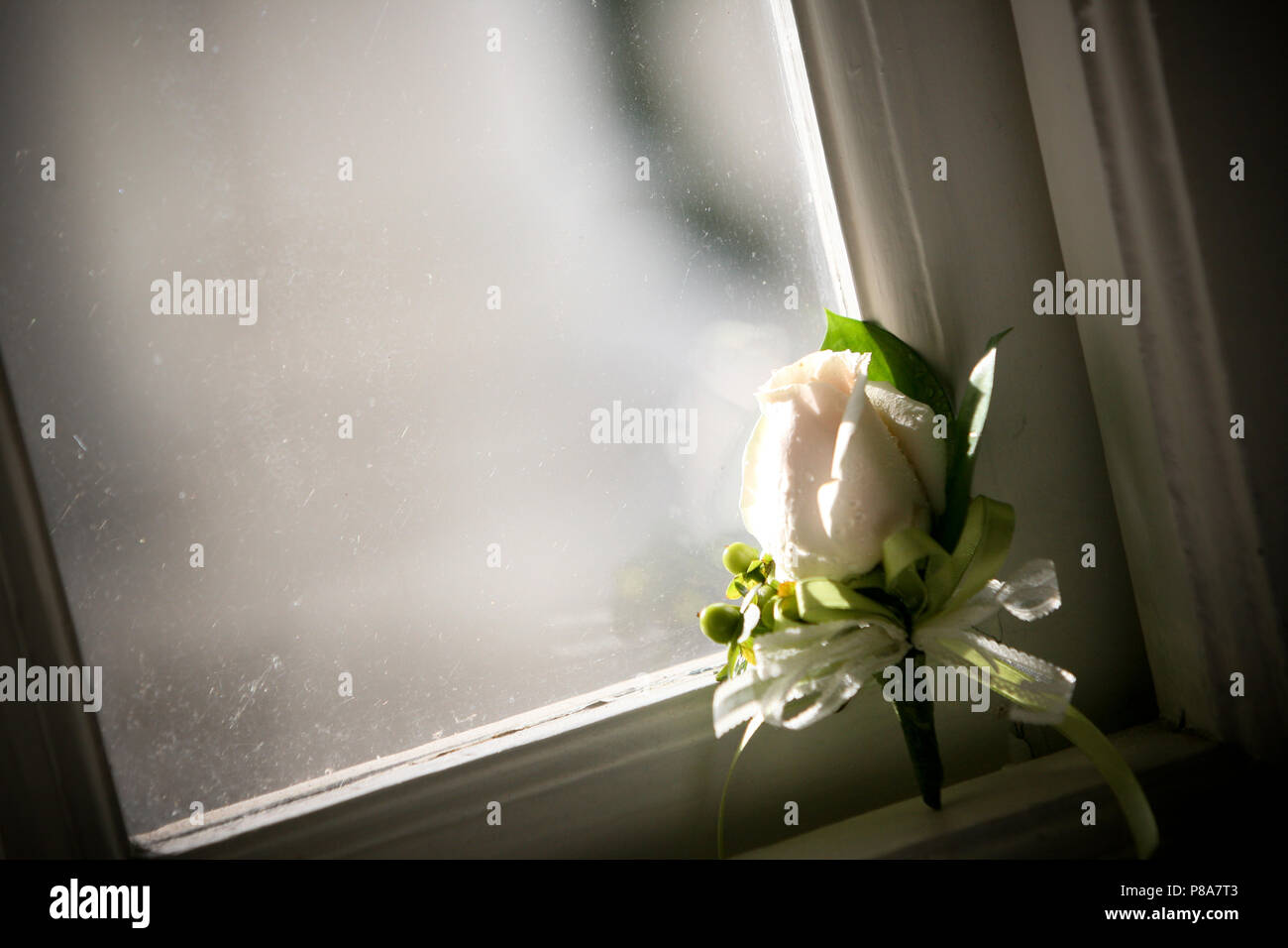 Eine schöne boutonnière, einem frischen weißen bud Rose, ist poetisch lehnte sich gegen eine alte Scheibe mit Spinnweben auf einem Holzrahmen. Stockfoto
