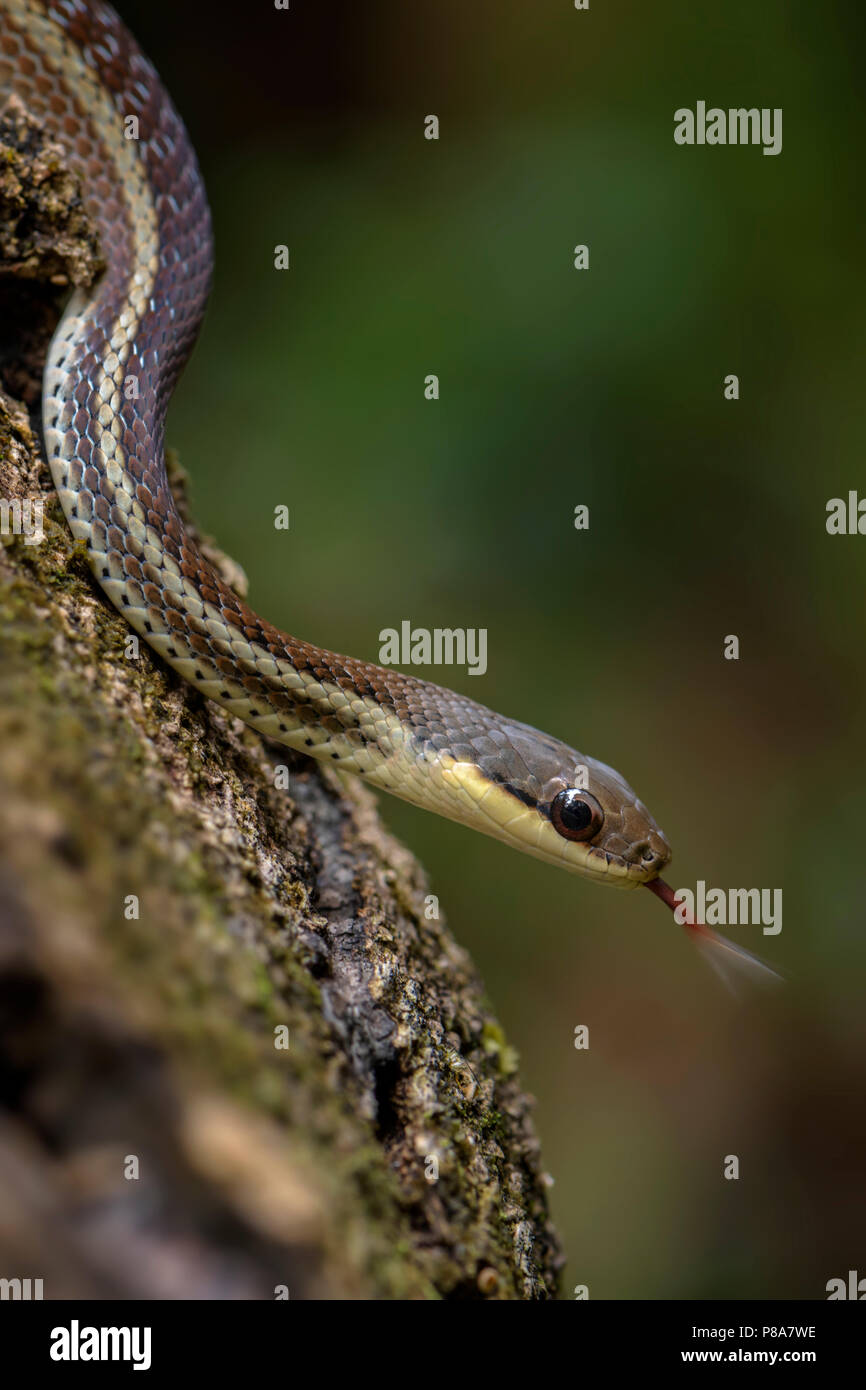 Schlange - Thamnosophis lateralis, schöne endemisch Schlange aus Madagaskar Büsche und Wälder. Stockfoto