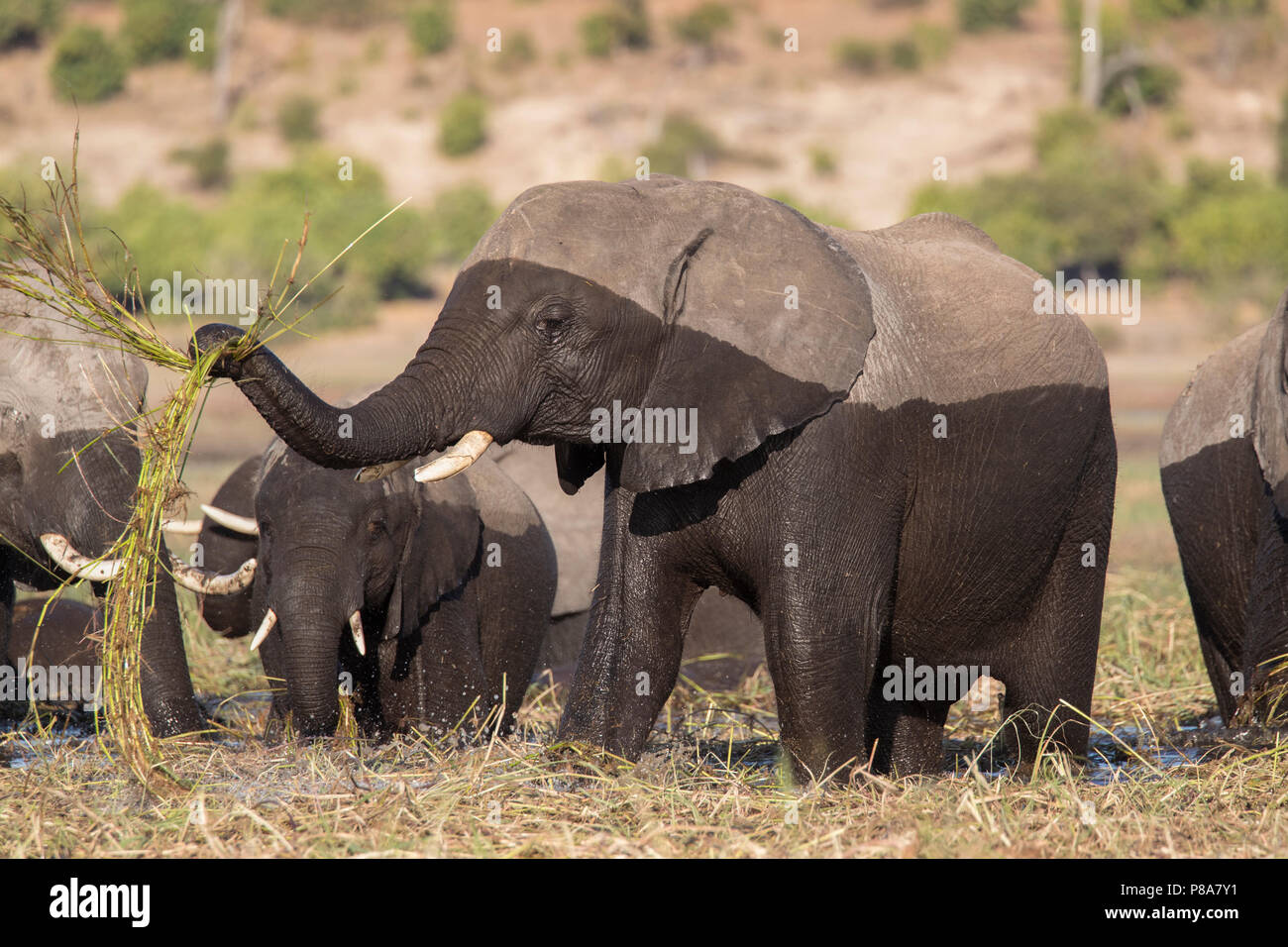 Elefant (Loxodonta africana) Fütterung, Chobe National Park, Botswana, Stockfoto