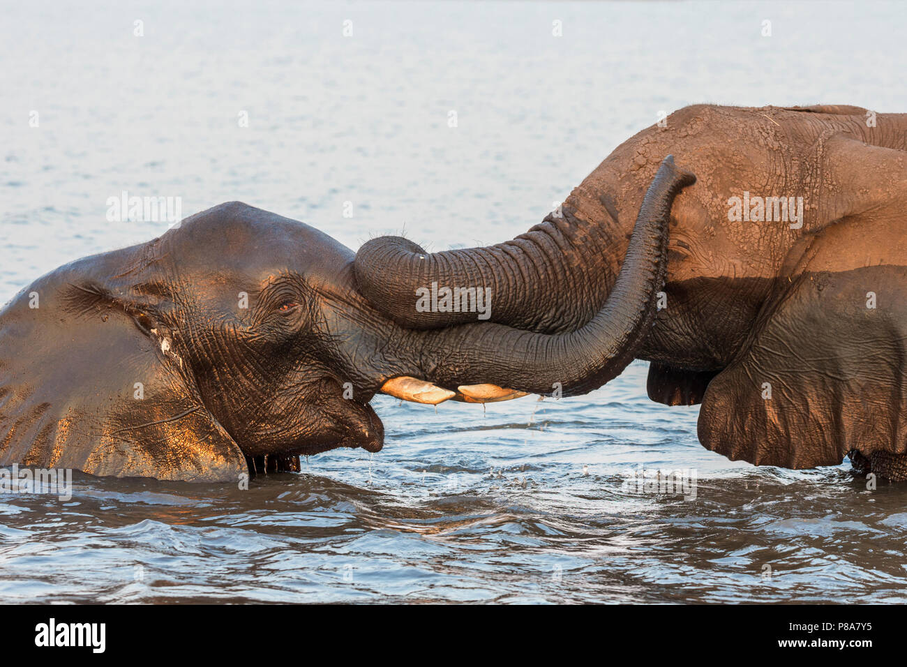 Afrikanische Elefanten (Loxodonta africana) spielen in Fluss, Chobe River, Botswana Stockfoto