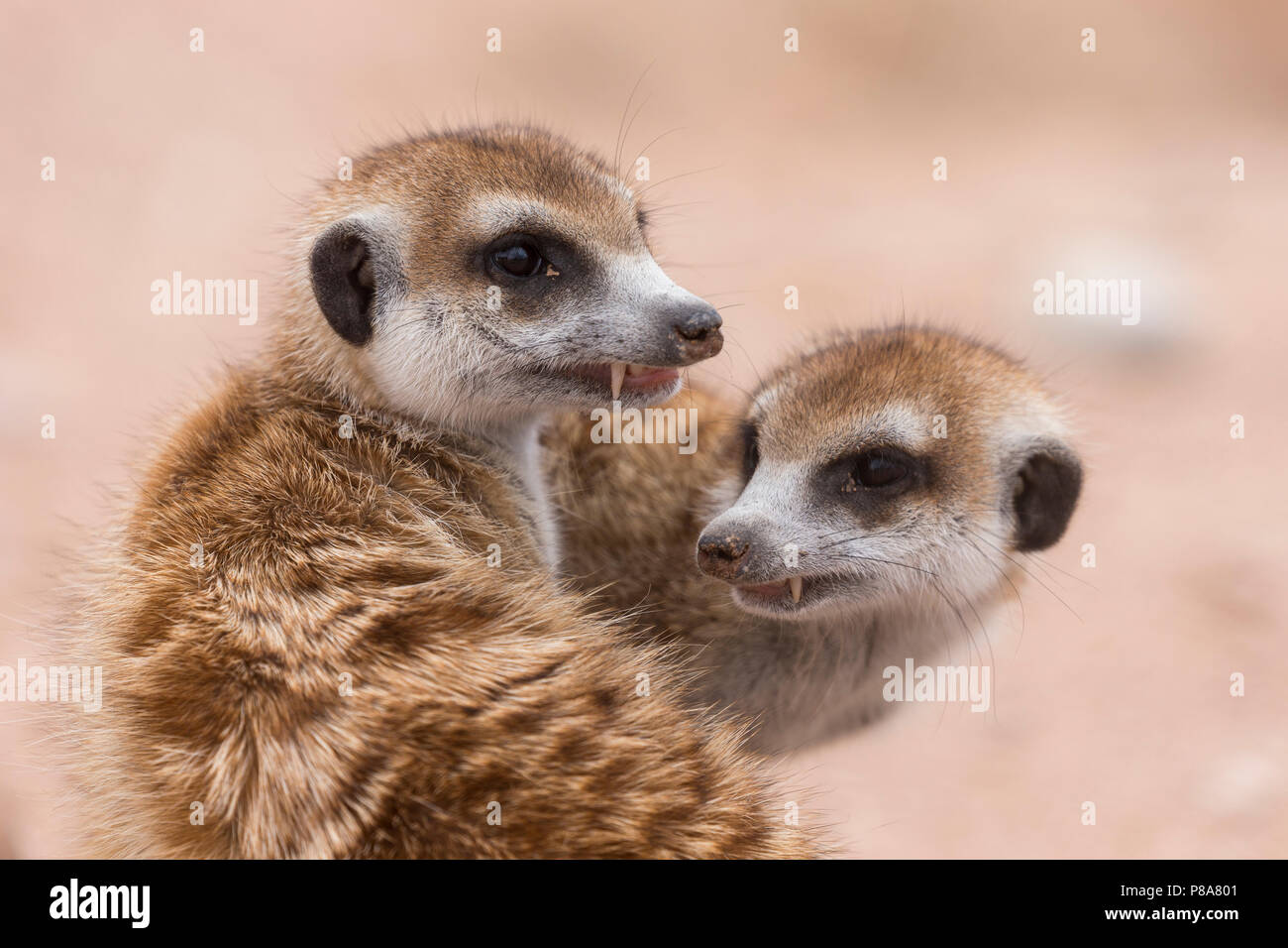 Erdmännchen (Suricata suricatta) pflegen, Kgalagadi Transfrontier Park, Südafrika Stockfoto