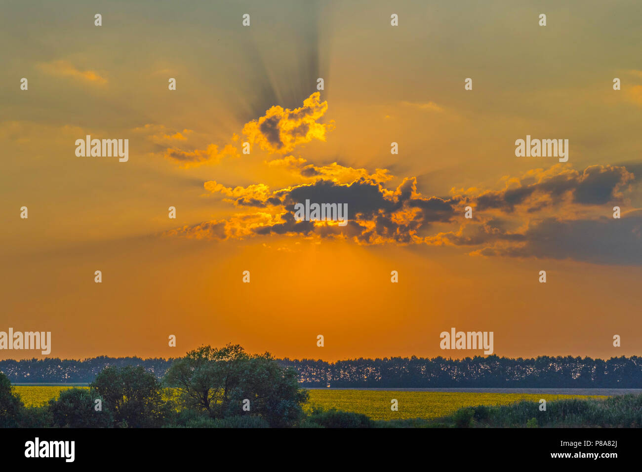 Herrliche Landschaft des Feldes mit Pflanzen und einen Patch, der Wald mit der Sonne versteckt sich hinter einer Wolke und von dort aus versuchen, durch ihre Strahlen zu brechen Stockfoto