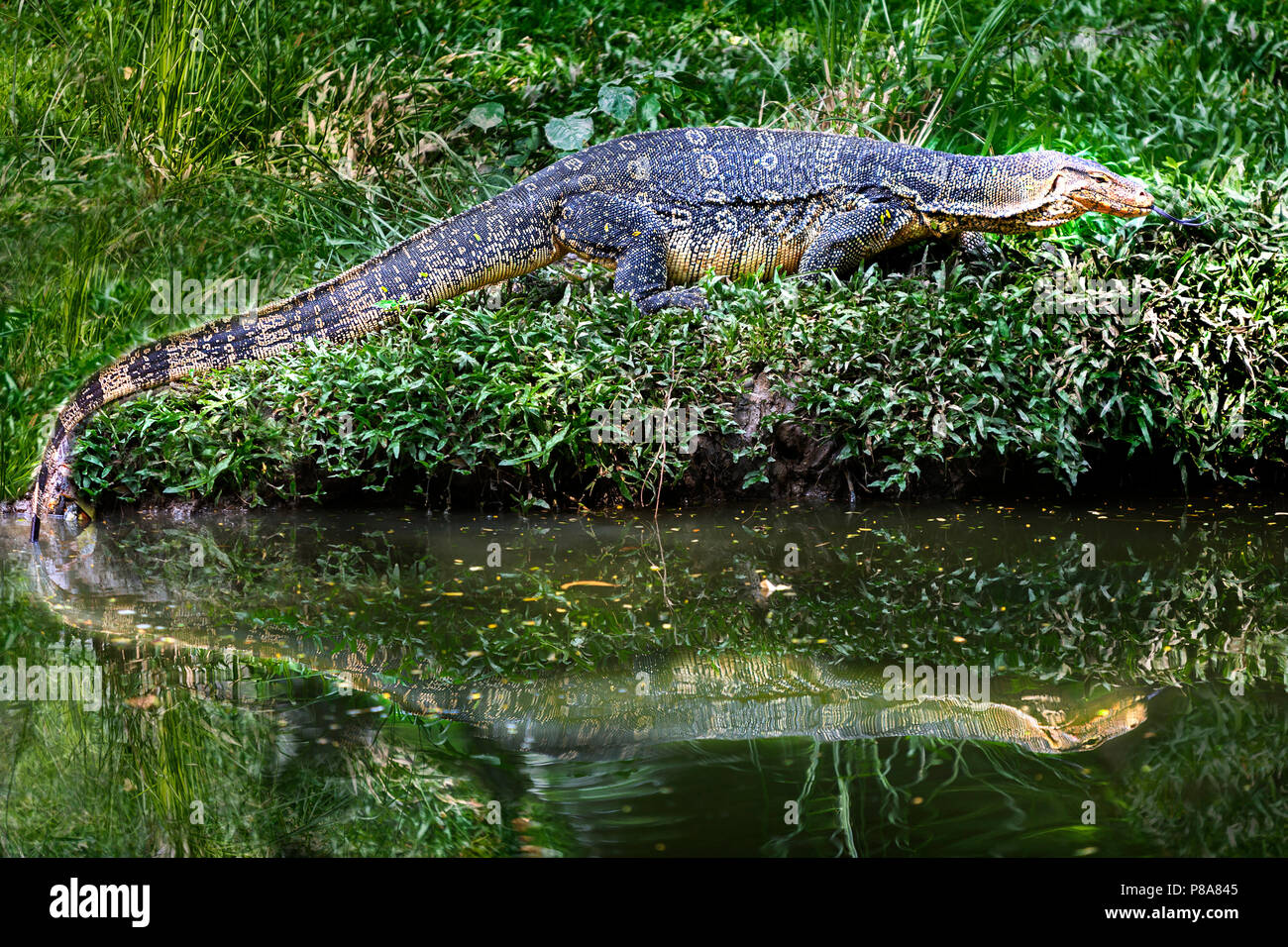 Wasser lizard auch als Wasser Monitor oder varanus Salvator in Lateinamerika, Thailand bekannt. Diese großen echsen sind beheimatet in Südostasien Stockfoto