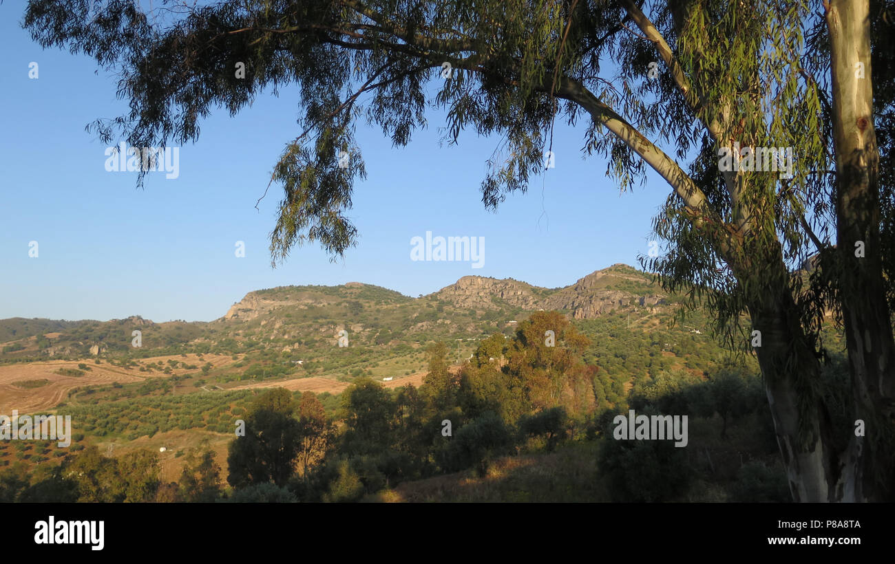 Blick auf die Hügel über Tal durch Eukalyptusbaum in Andalusien, Spanien Stockfoto