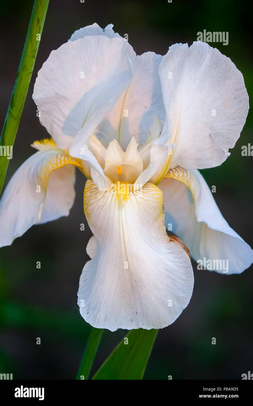 Zarte Blume weiße Iris mit gelben Adern innerhalb und grünen Blättern. Für ihr Design Stockfoto