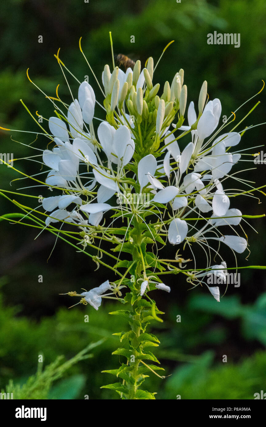 Die Wespe sitzt auf die weißen Blütenblätter einer ungewöhnlichen Blume Bush mit einem grünen Stiel. Für ihr Design Stockfoto