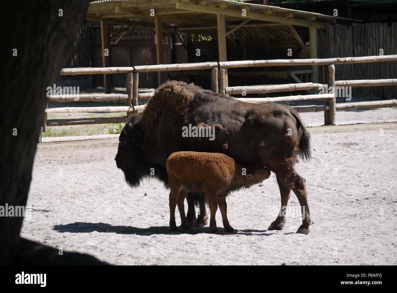 Eine große weibliche Bison mit einem Baby stillende Mutter Milch. Schöne Tiere, die im Detail im Zoo untersucht werden können. . Für ihr Design Stockfoto