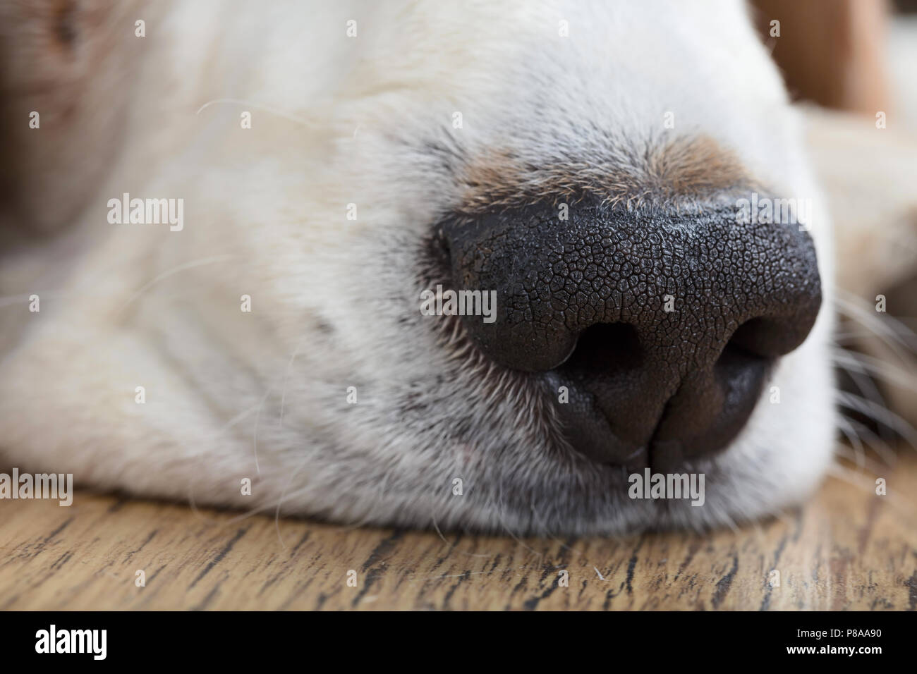 Nahaufnahme von einem Hund Nase, makroaufnahme. Stockfoto