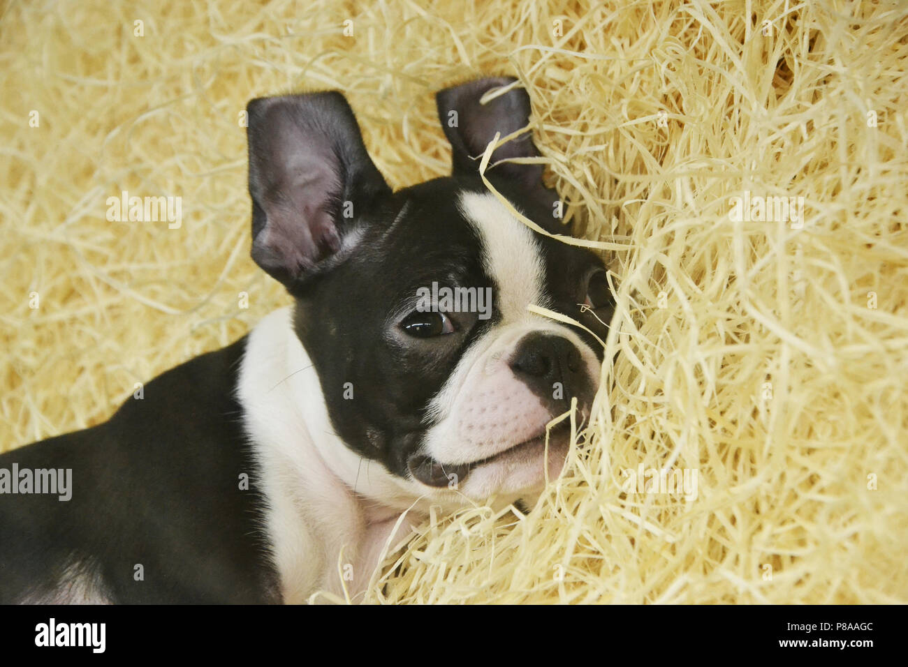 Schwarze und weiße Französische Bulldogge Stockfoto