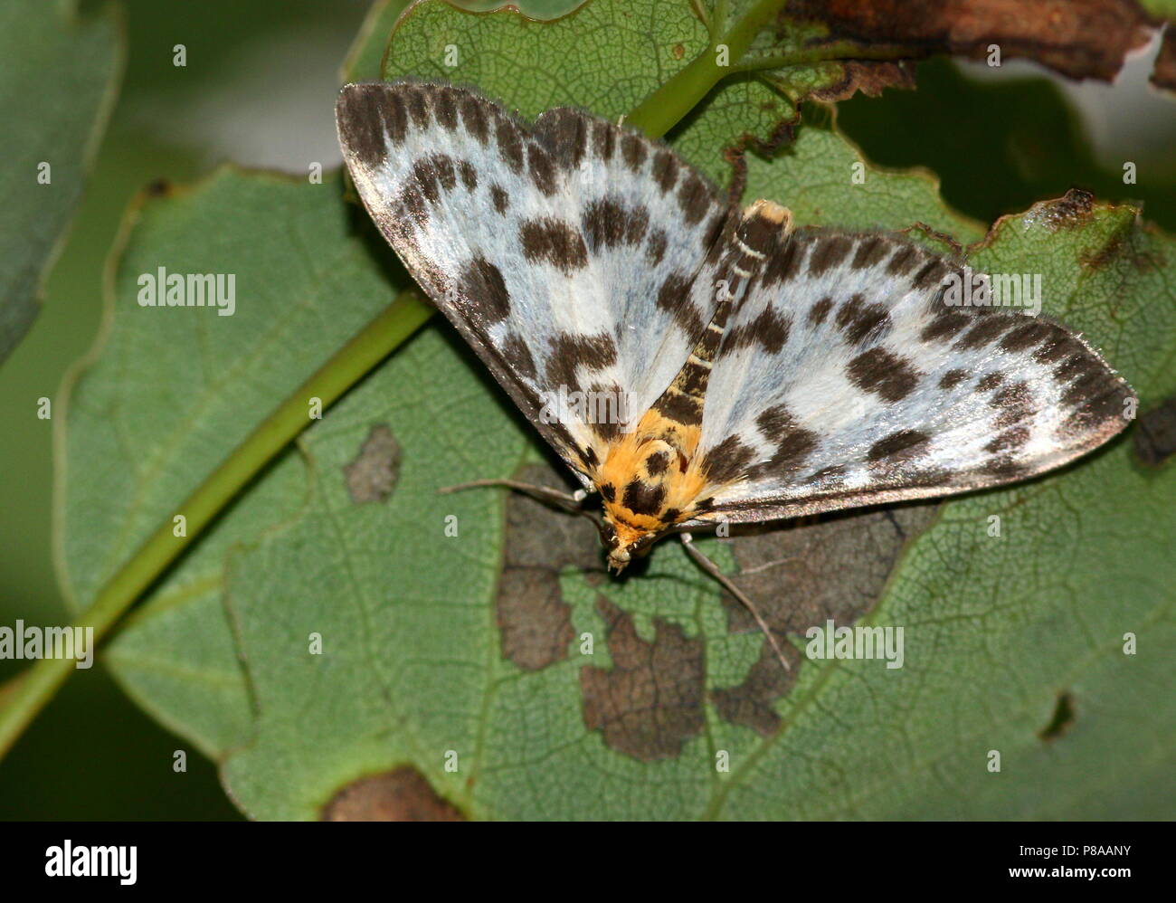 Europäische Kleine Elster Motte (Anania hortulata) - Spanner (Geometridae) Stockfoto