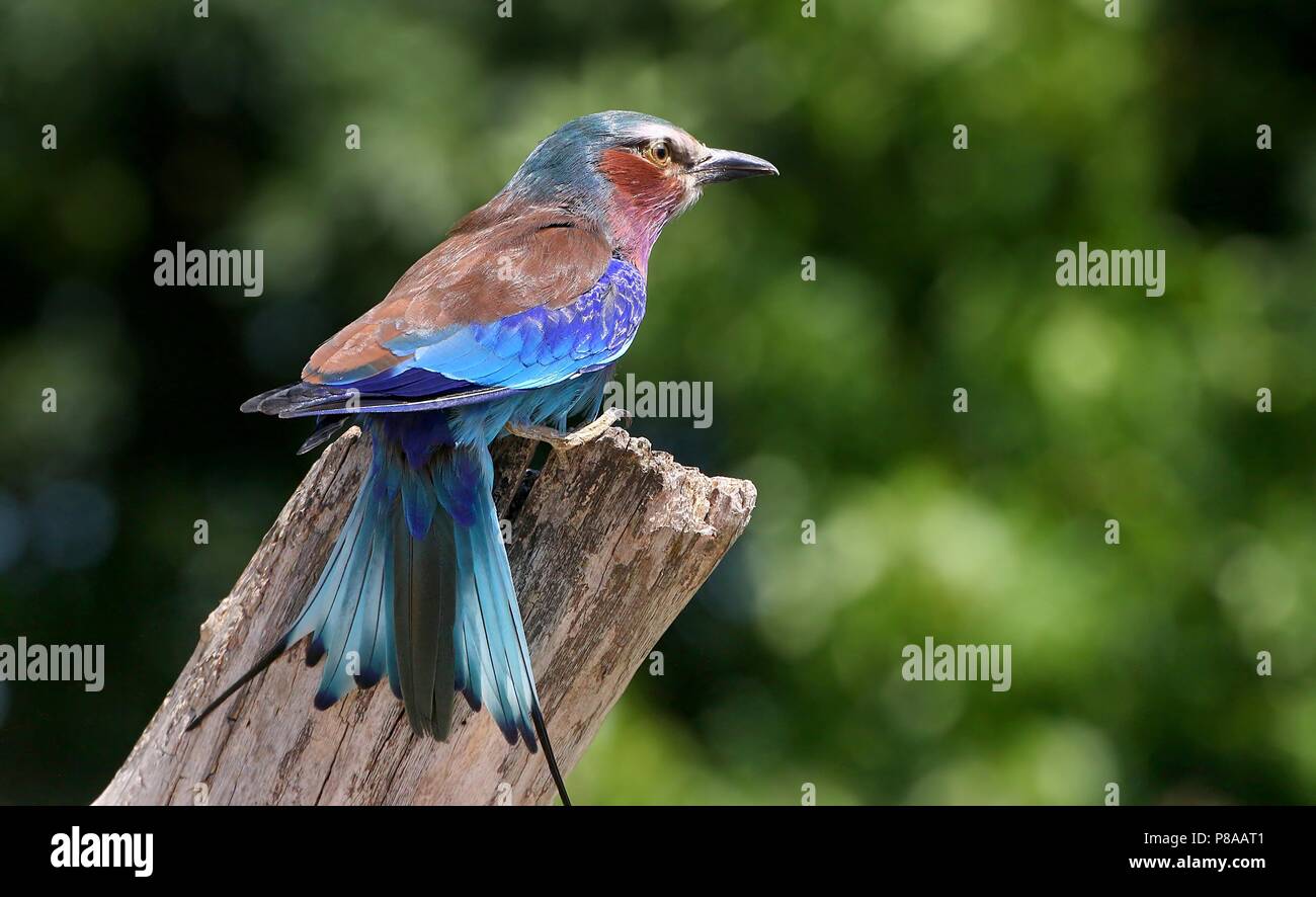 African Lilac breasted Roller (Coracias caudatus) Posing, zeigt seine charakteristische gegabelten Schwanz aufgefächert. Stockfoto