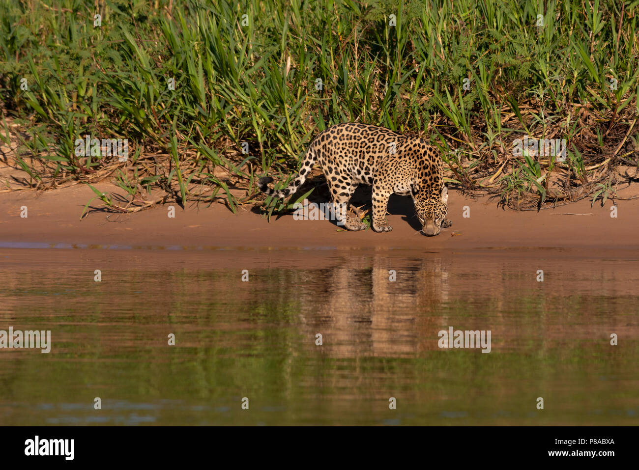 Ein Jaguar aus dem Pantanal in Brasilien am Fluss Ufer Stockfoto